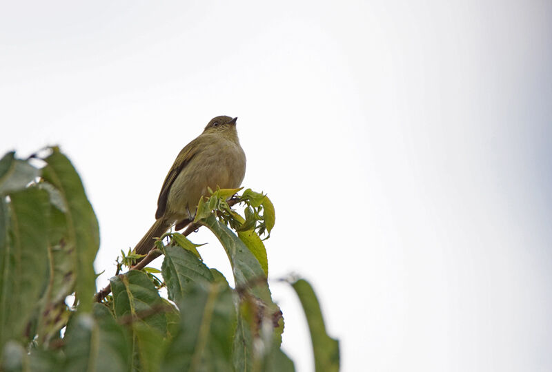 Bolivian Tyrannulet