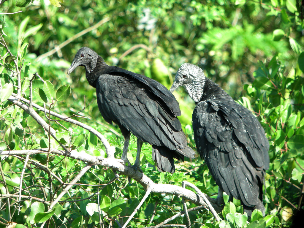 Black Vulture