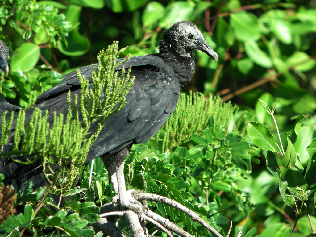 Black Vulture