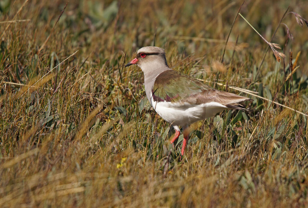 Andean Lapwing