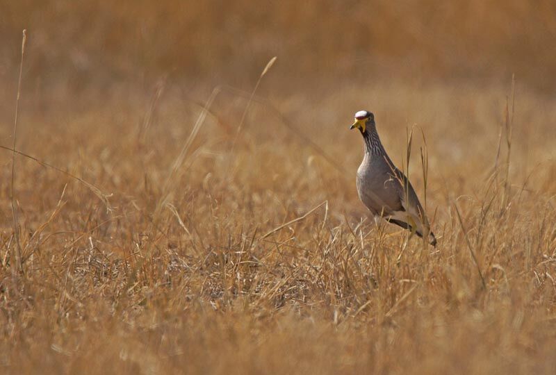African Wattled Lapwing