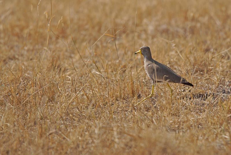 African Wattled Lapwing