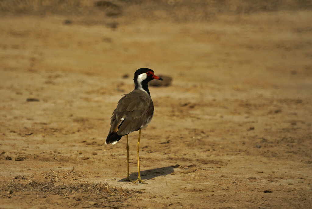 Red-wattled Lapwing
