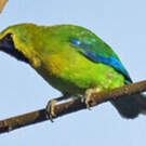 Verdin à ailes bleues