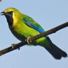 Verdin à ailes bleues