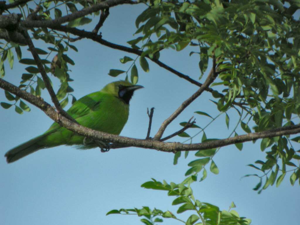 Verdin de Jerdon, identification