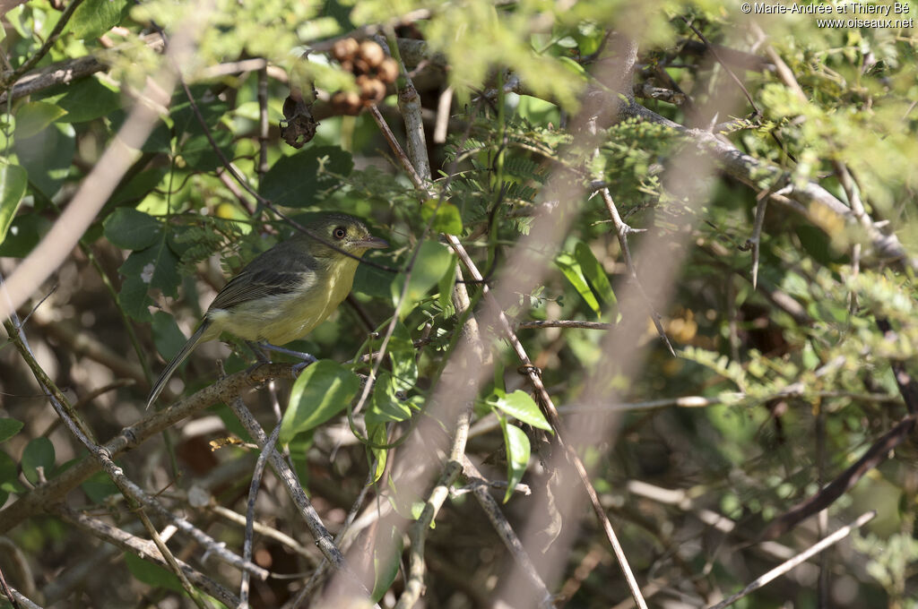Cuban Vireo