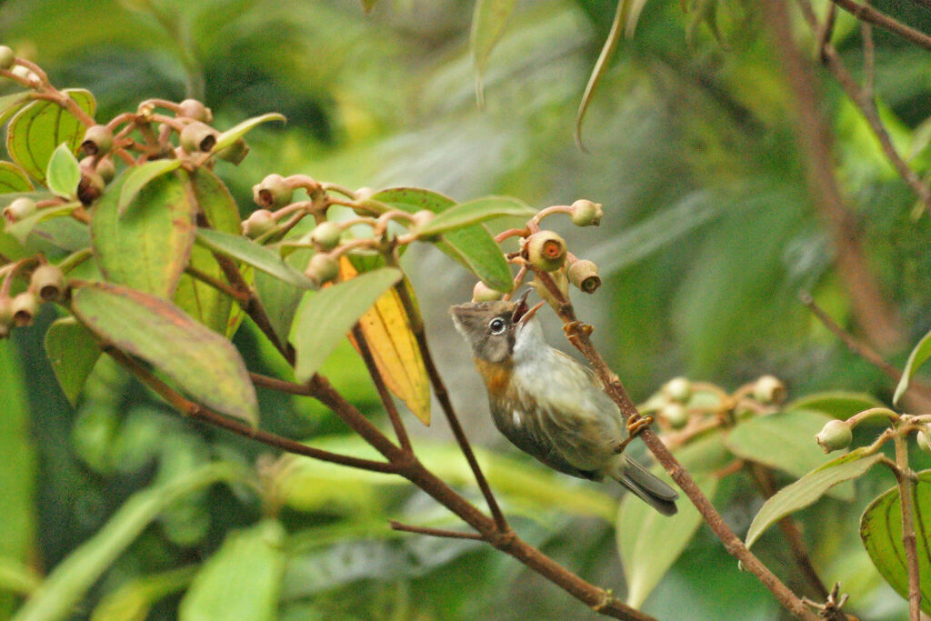 Yuhina à cou roux