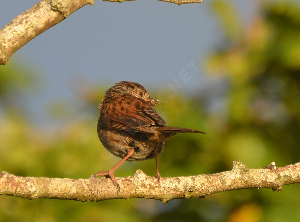 Dunnockadult