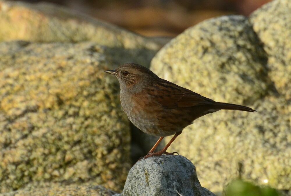 Accenteur mouchetadulte, identification