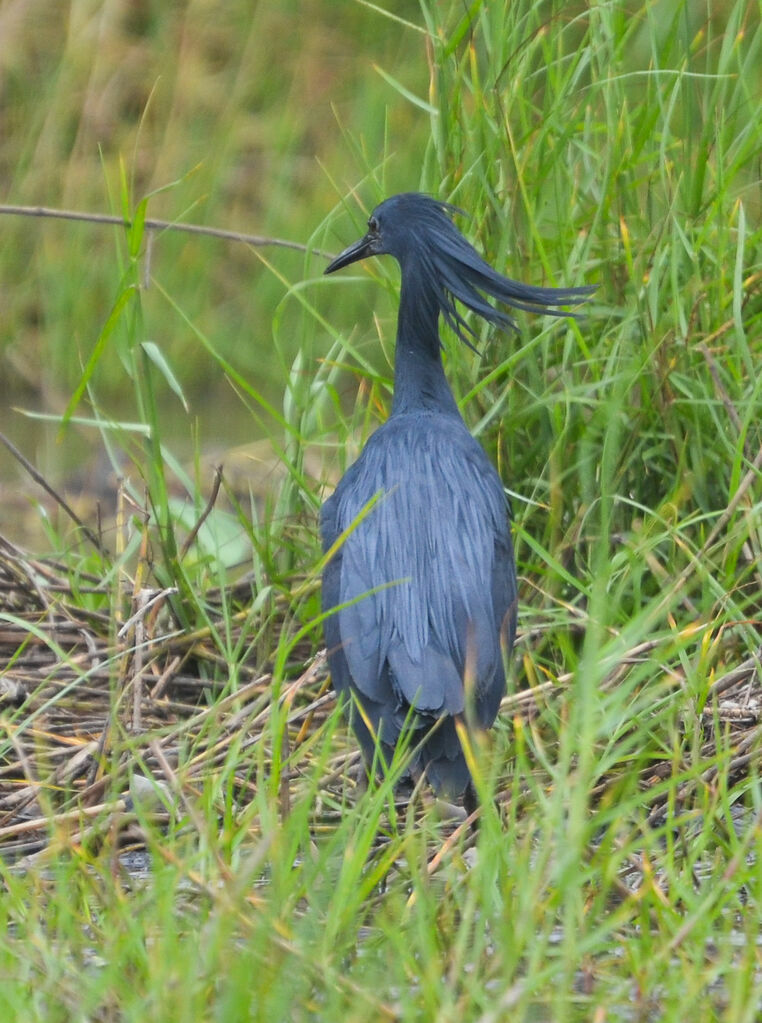 Aigrette ardoiséeadulte, identification