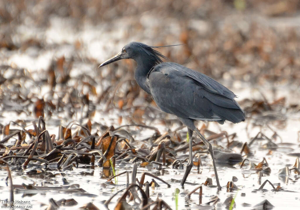 Aigrette ardoiséeadulte, habitat, marche
