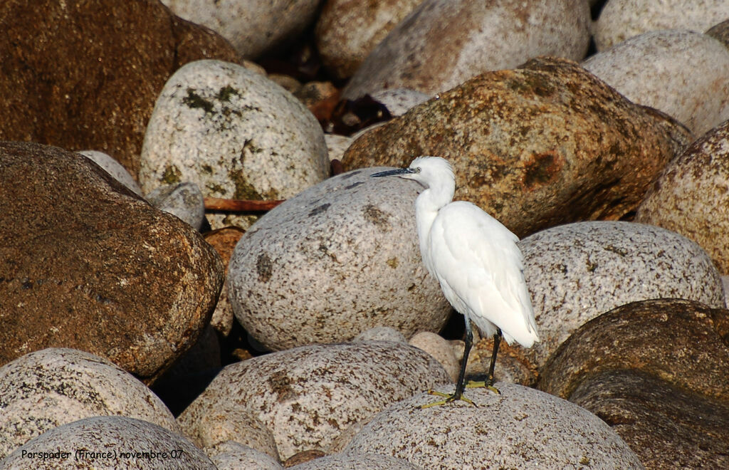 Aigrette garzette