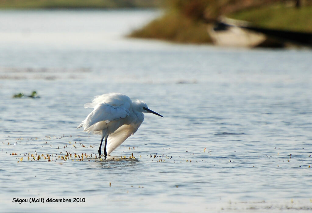 Aigrette garzetteadulte internuptial