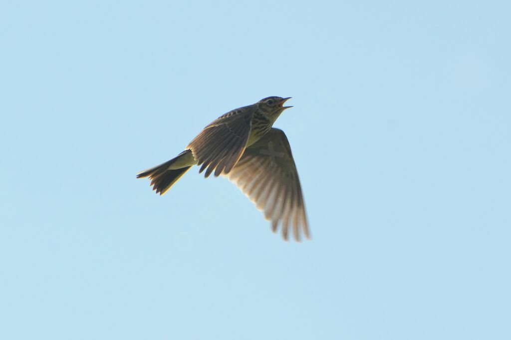 Eurasian Skylarkadult, Flight