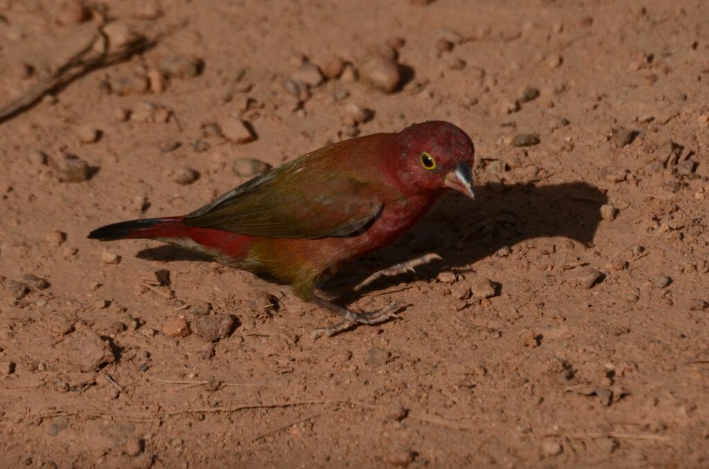 Amarante du Sénégal mâle adulte, identification