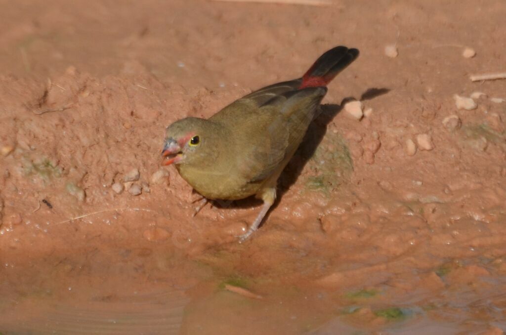 Amarante du Sénégal femelle adulte, identification