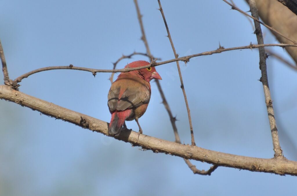 Red-billed Firefinch male adult, identification