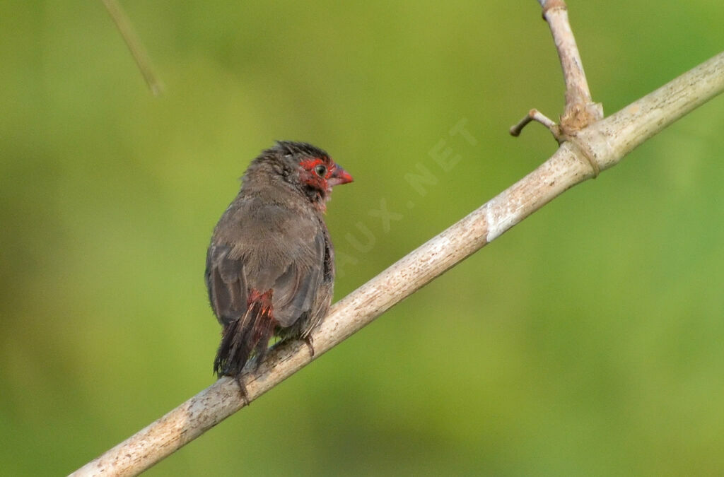 Bar-breasted Firefinch, identification