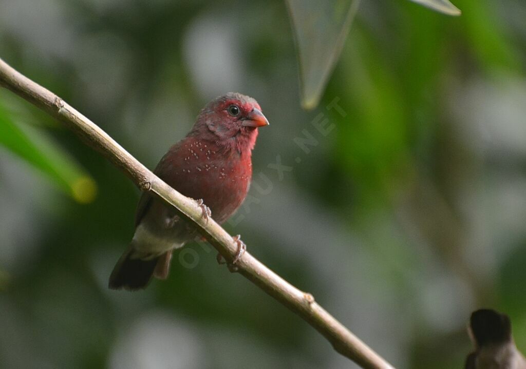 Bar-breasted Firefinchadult, identification