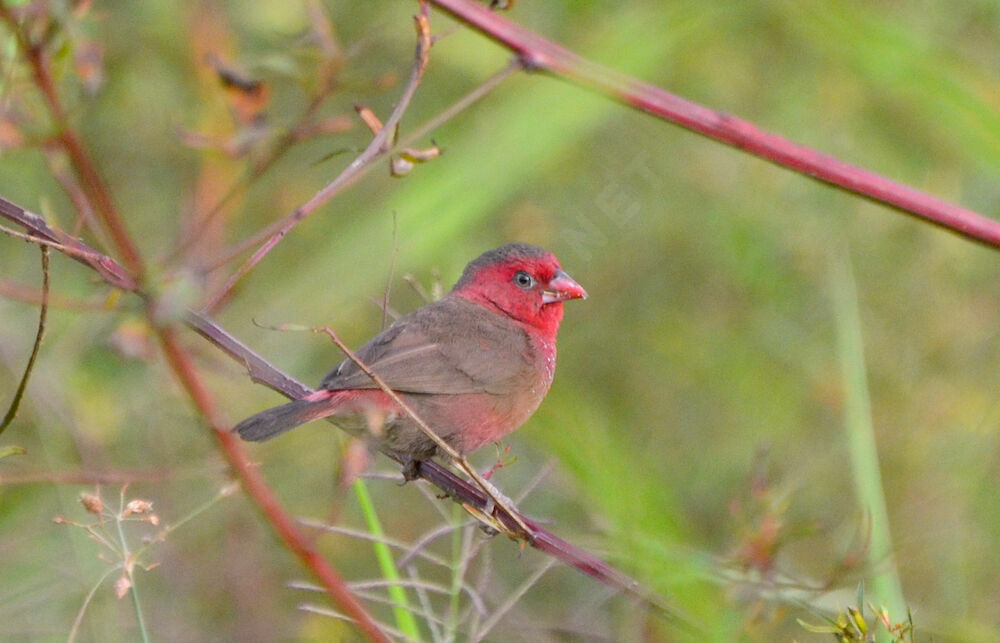 Bar-breasted Firefinchadult, identification