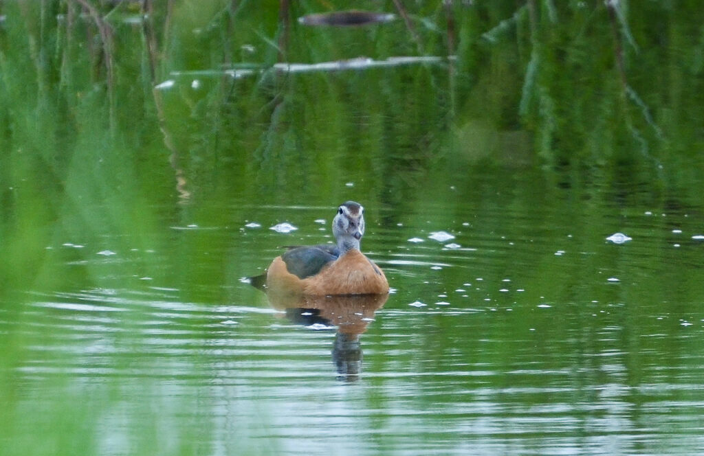 African Pygmy Gooseimmature, identification