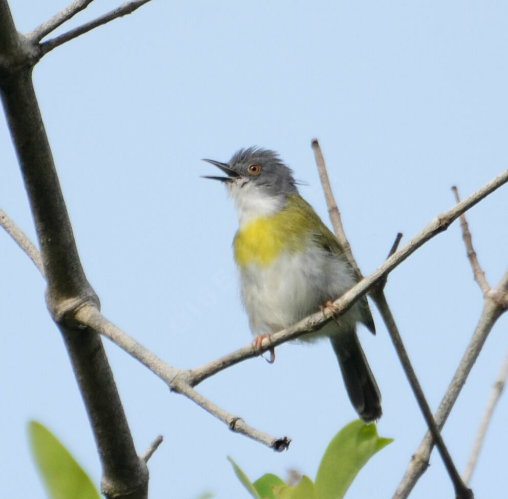 Apalis à gorge jauneadulte, identification