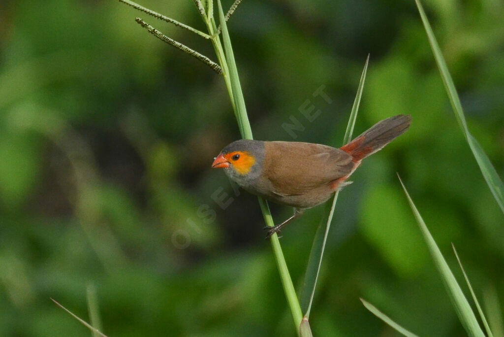 Astrild à joues orangeadulte, identification