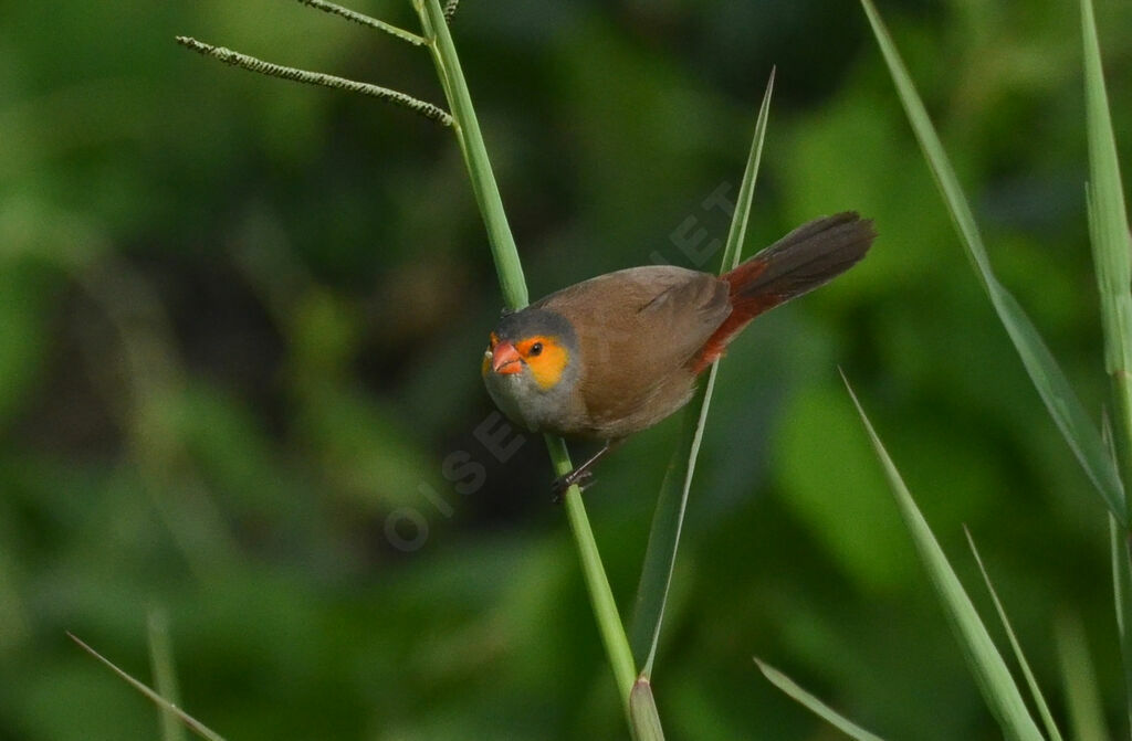 Astrild à joues orangeadulte, identification