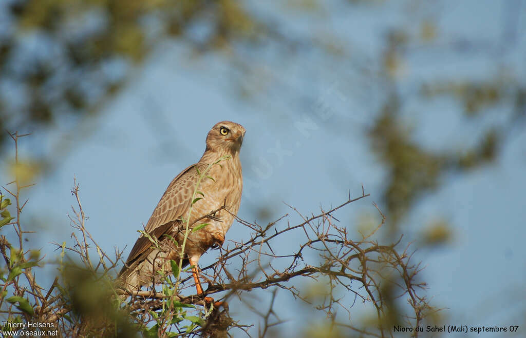 Dark Chanting GoshawkFirst year, identification