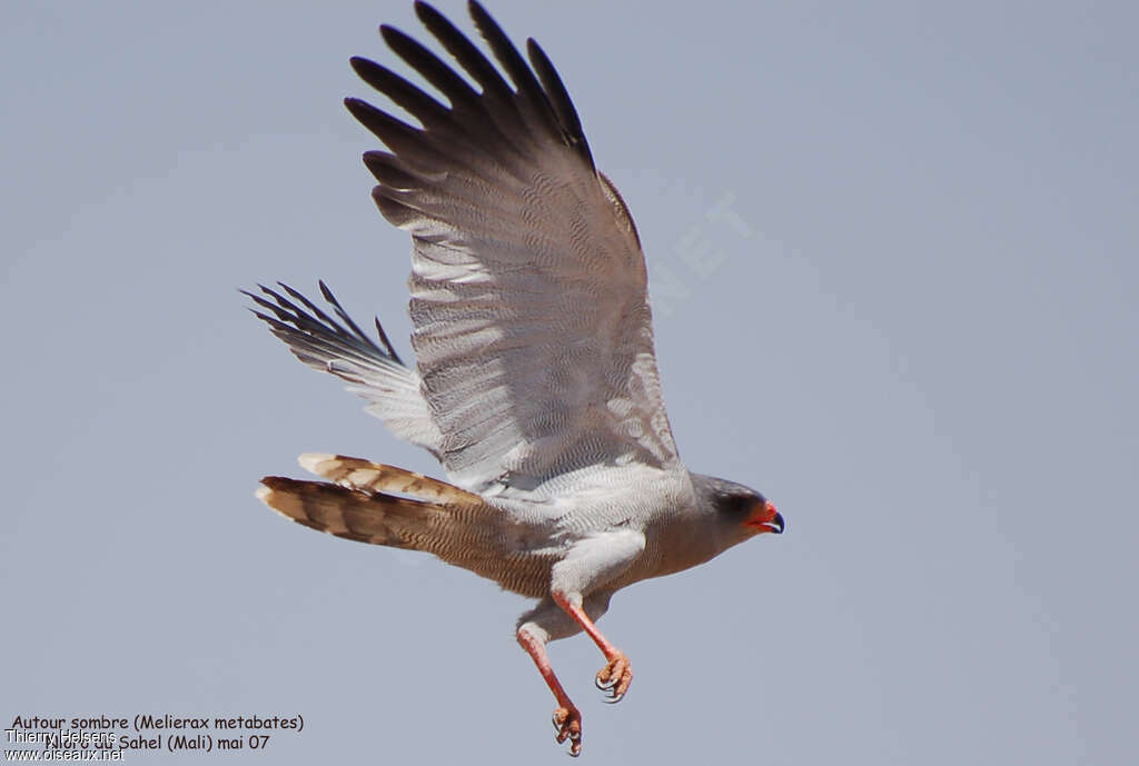 Dark Chanting Goshawkadult, Flight, fishing/hunting