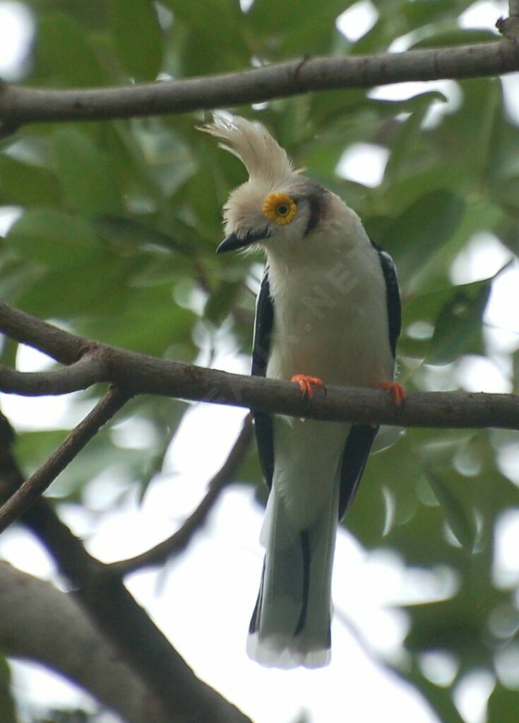 White-crested Helmetshrikeadult, identification