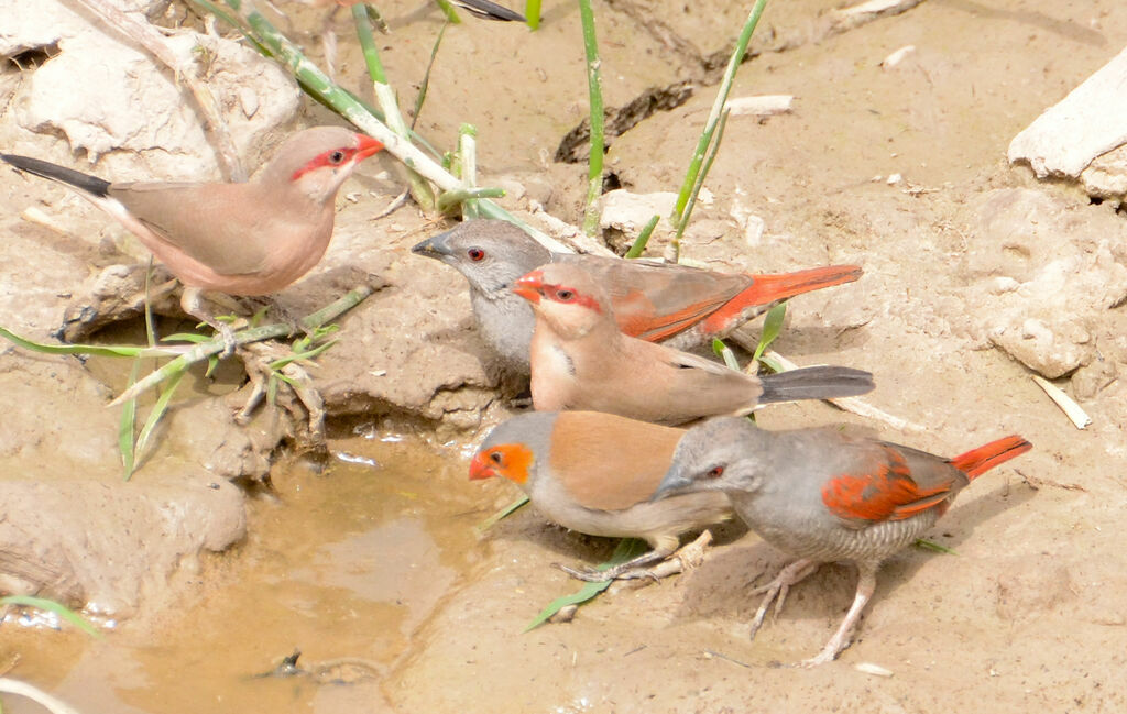 Red-winged Pytilia, identification, Behaviour