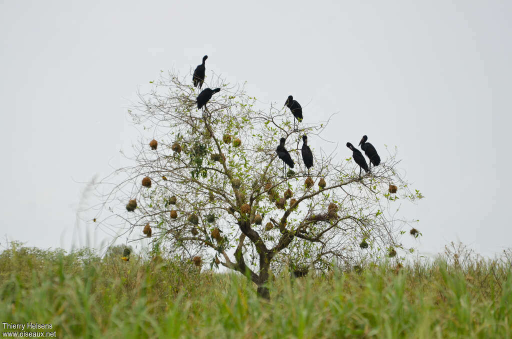 African Openbilladult, Behaviour