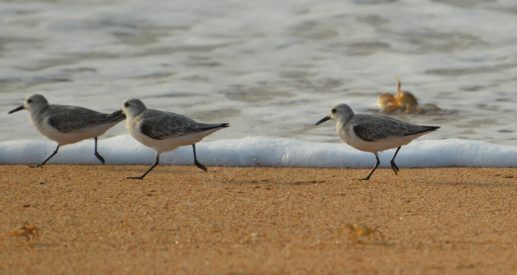 Sanderling