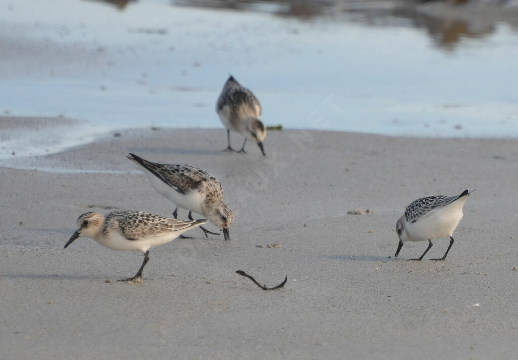 Bécasseau sanderling