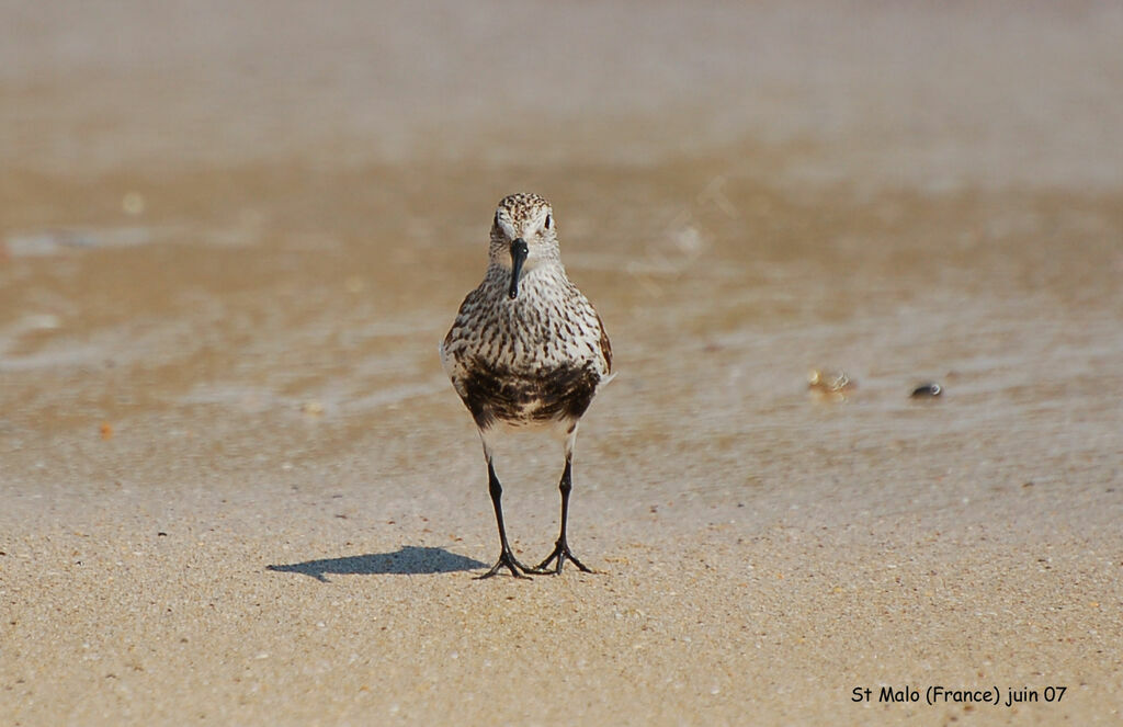 Dunlin