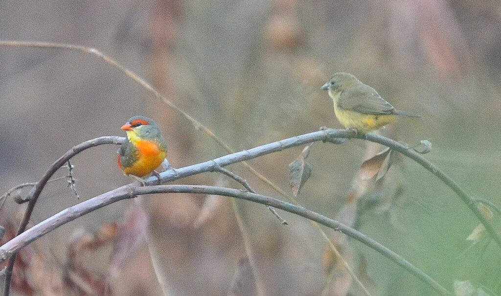 Orange-breasted Waxbill