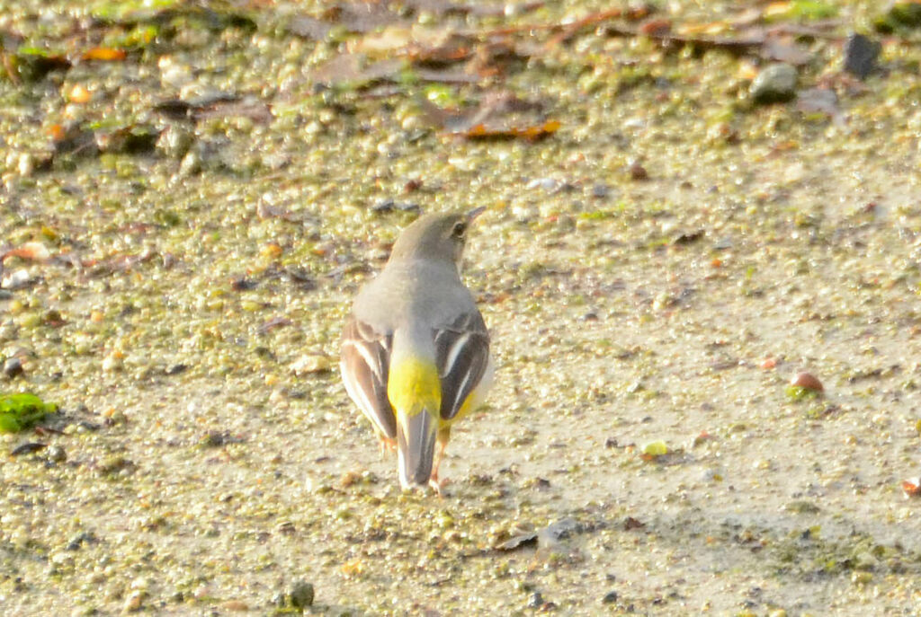 Grey Wagtailsubadult