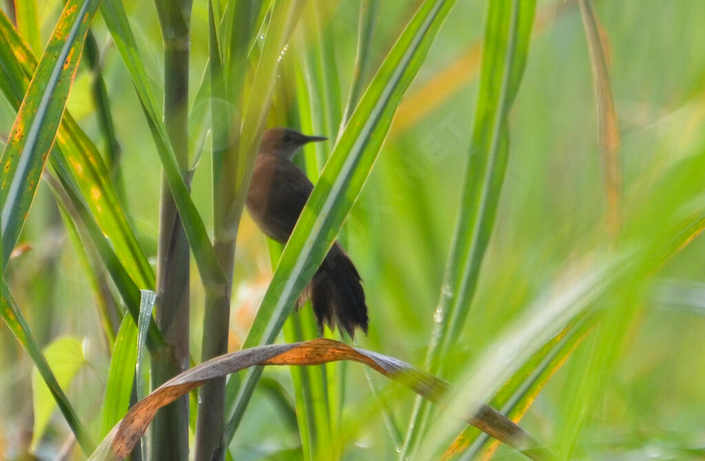 Bouscarle caqueteuse, identification