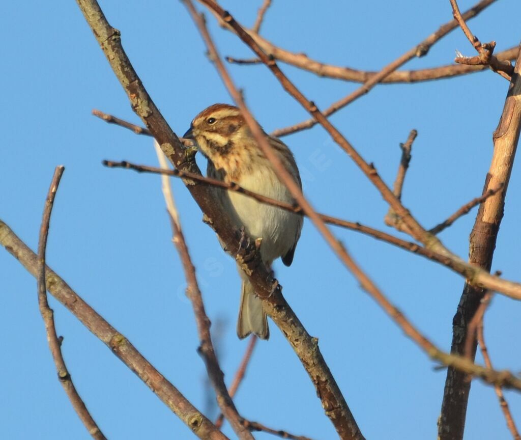 Bruant des roseaux