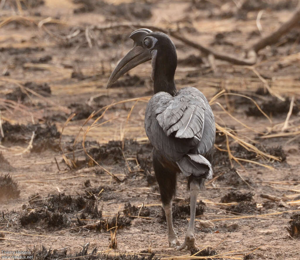 Bucorve d'Abyssinieimmature, portrait