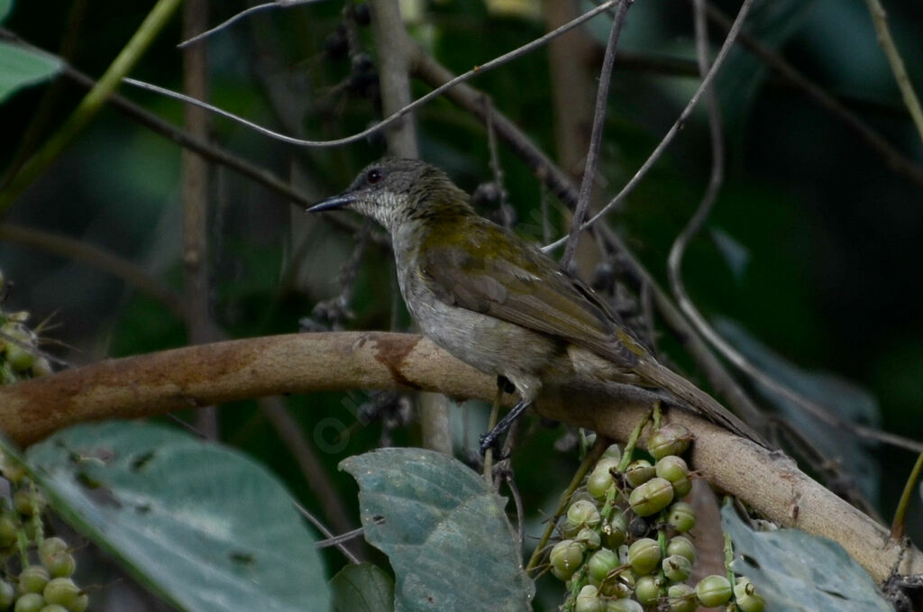 Bulbul à bec grêleadulte, identification