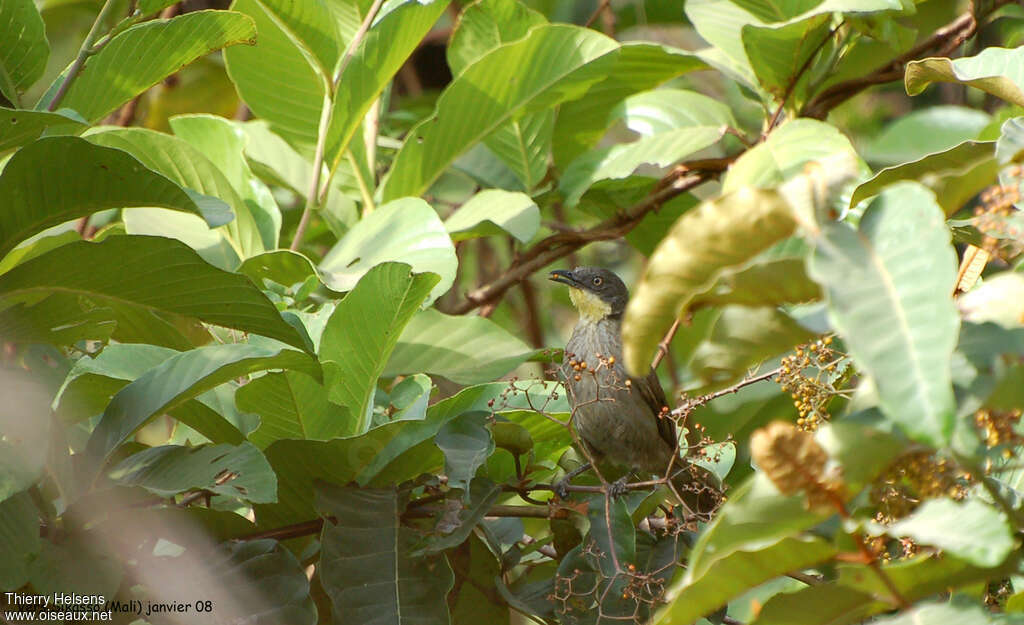 Yellow-gorgeted Greenbuladult, feeding habits