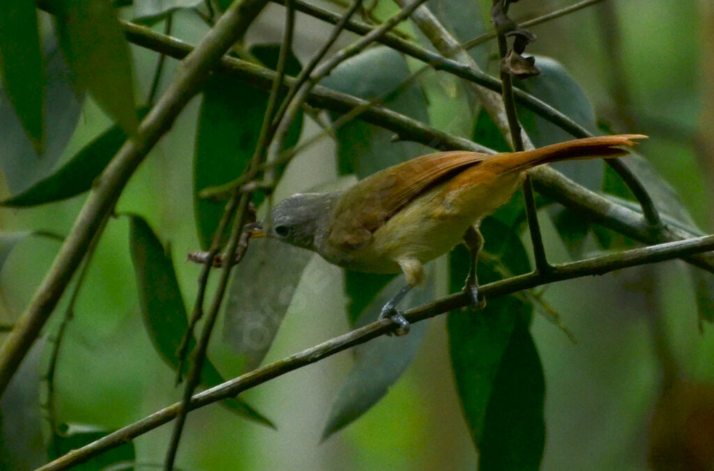 Bulbul à queue rousseadulte, identification