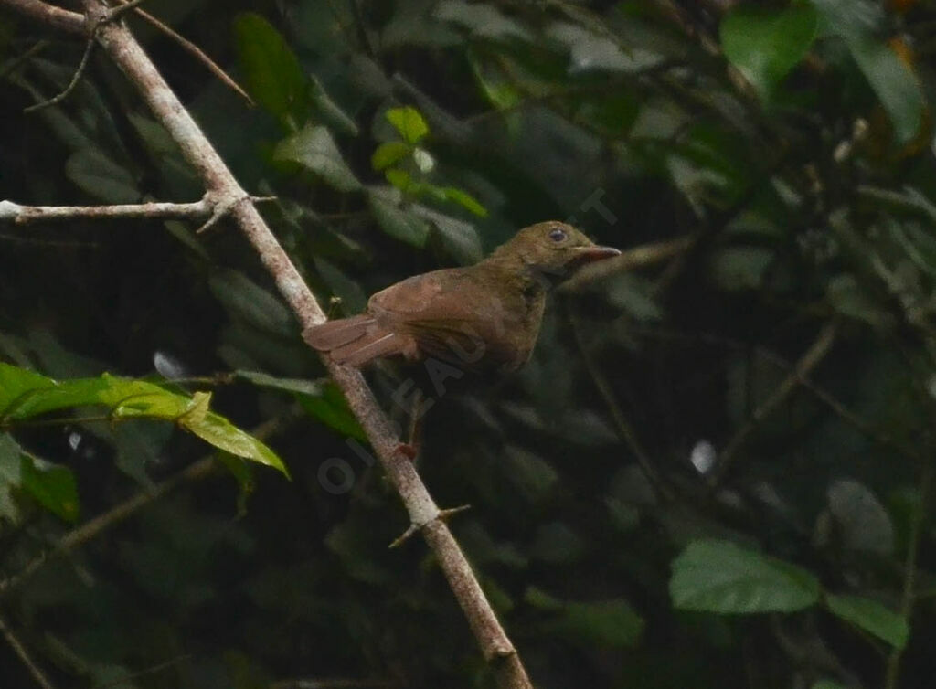Bulbul de Baumannadulte, identification