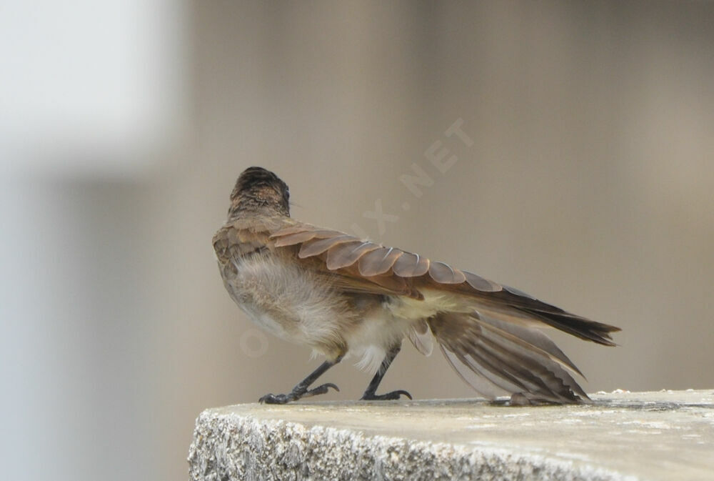 Common Bulbul, Behaviour