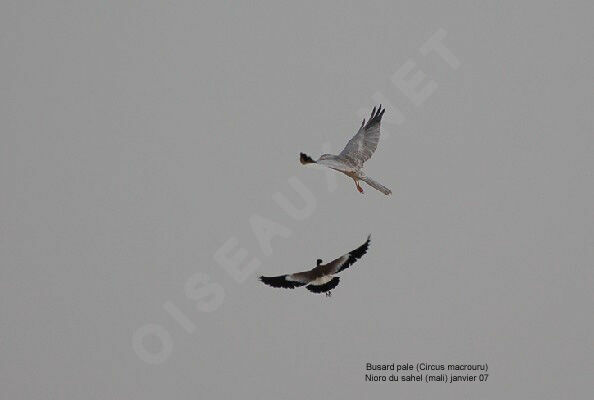 Pallid Harrier male adult