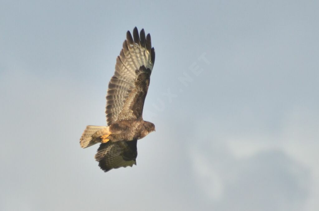 Buse variablesubadulte, identification