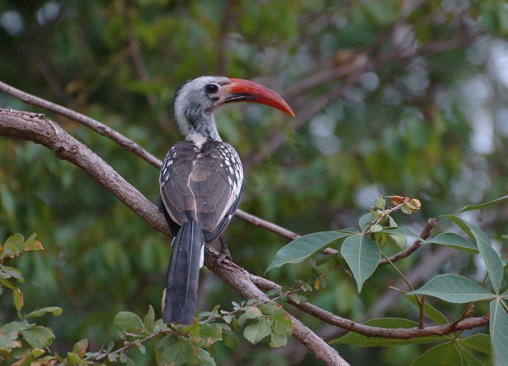 Calao occidentaladulte, identification